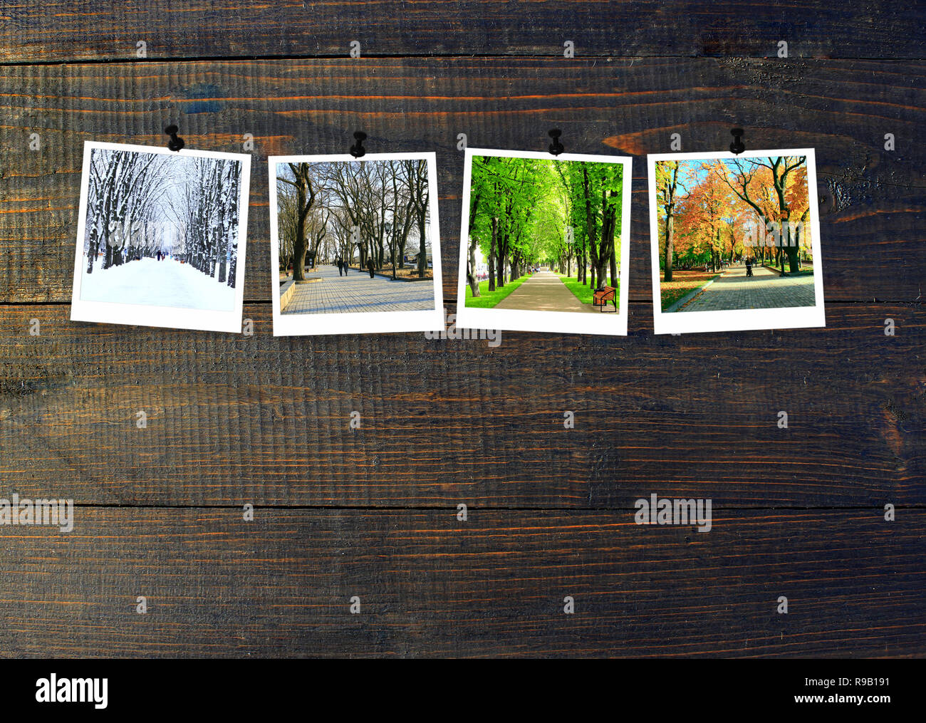Vier Jahreszeiten auf Holz- Hintergrund. Fotos von vier Jahreszeiten zu dunklem Holz Wand befestigt. Vier Fotos von der gleichen Park zu verschiedenen Zeiten des Jahres gemacht. Dif Stockfoto