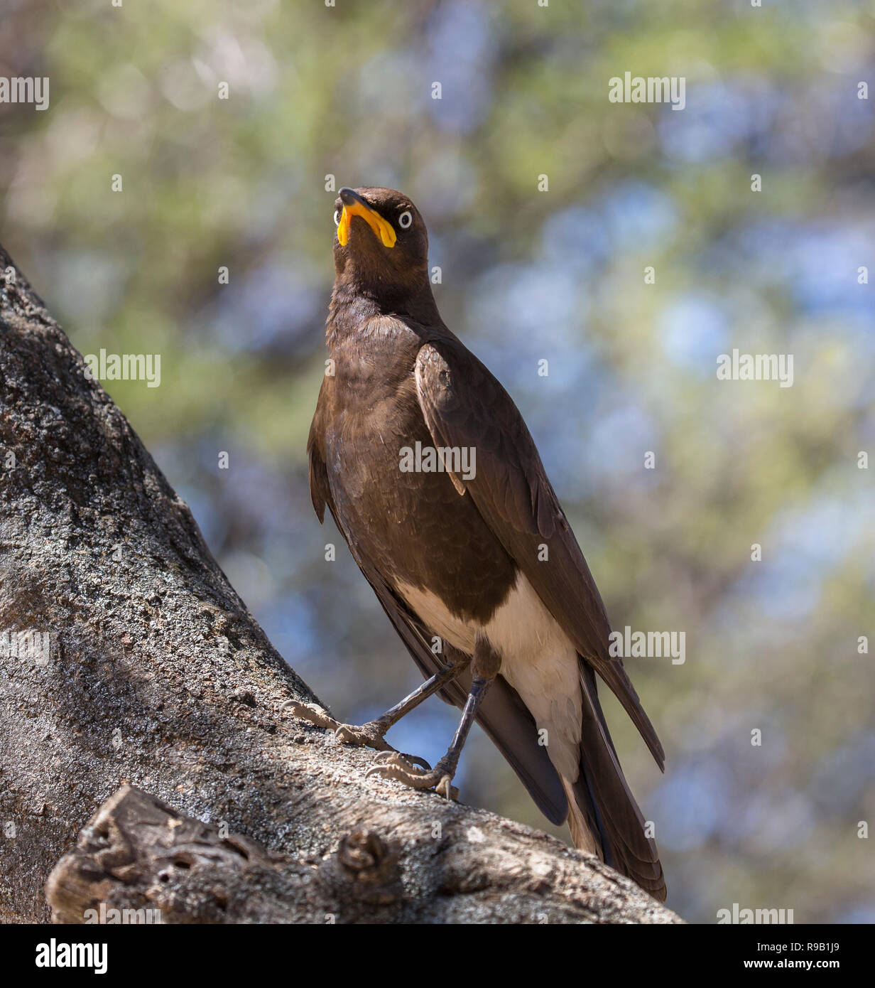 (Afrikanische) Starling pied, hocken auf einem Zweig, Südafrika Stockfoto