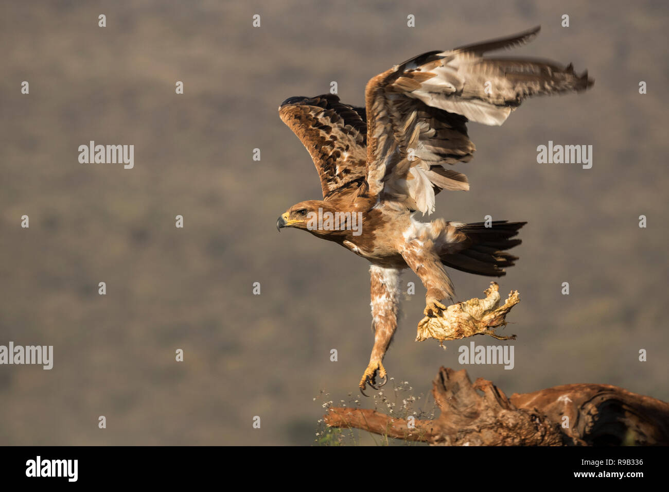 Tawny Eagle (Aquila rapax), Aas, Zimanga Private Game Reserve, KwaZulu-Natal, Südafrika Stockfoto