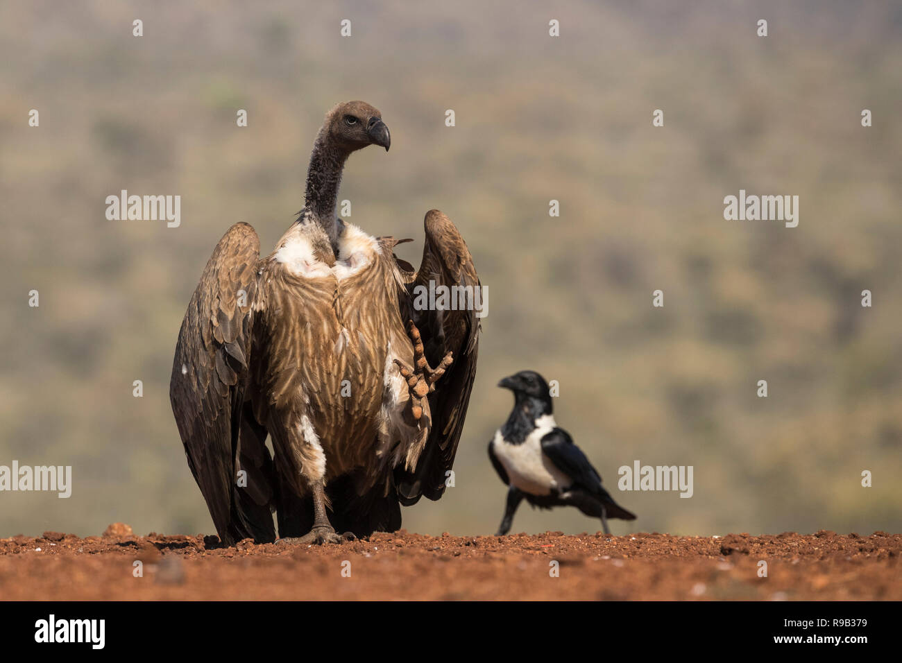 Whitebacked Geier (Tylose in Africanus) bedrohlich pied Crow (Corvus albus), Zimanga Private Game Reserve, KwaZulu-Natal, Südafrika Stockfoto