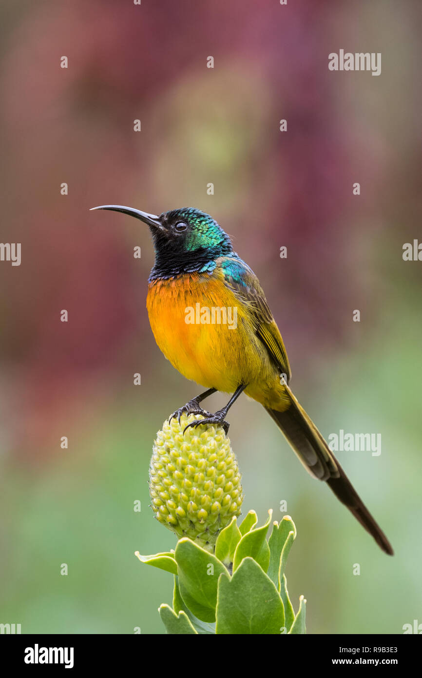 Orange-breasted Sunbird (Anthobaphes violacea), Nationalen Botanischen Garten Kirstenbosch, Kapstadt, Südafrika Stockfoto