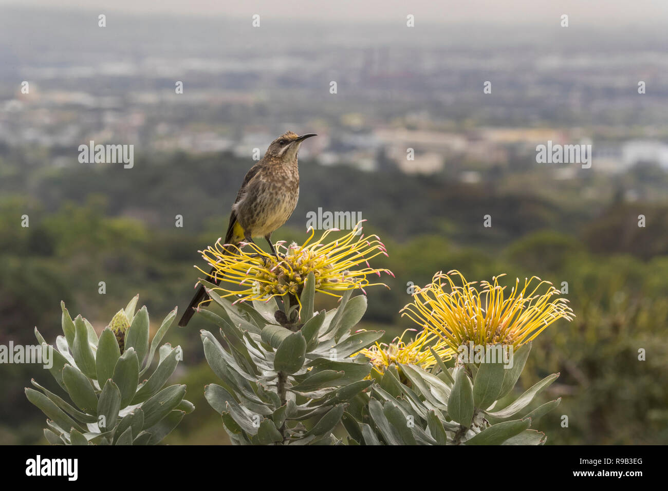 Cape sugarbird (Promerops cafer), Nationalen Botanischen Garten Kirstenbosch, Kapstadt, Südafrika Stockfoto