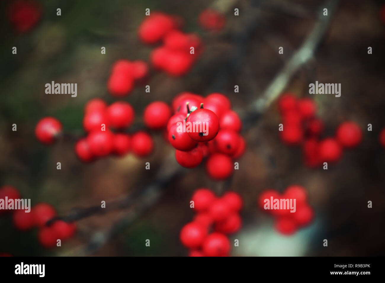 Ein Bündel von roten Beeren im Winter hingen von den Zweig. Stockfoto