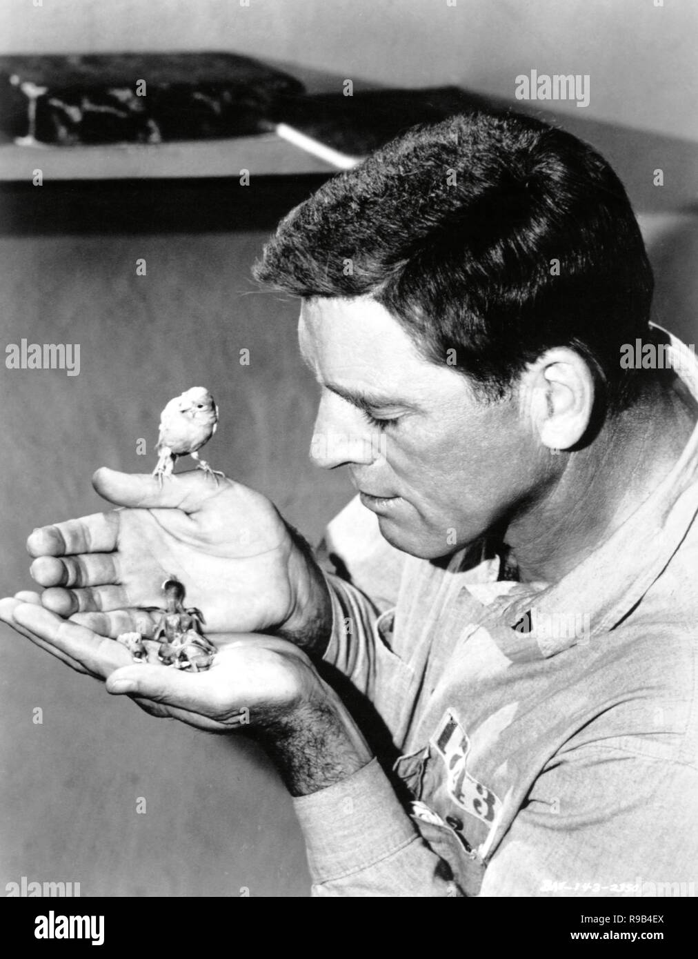 Original Film Titel: Birdman von Alcatraz. Englischer Titel: Birdman von Alcatraz. Jahr: 1962. Regie: John FRANKENHEIMER. Stars: Burt Lancaster. Quelle: UNITED ARTISTS/Album Stockfoto