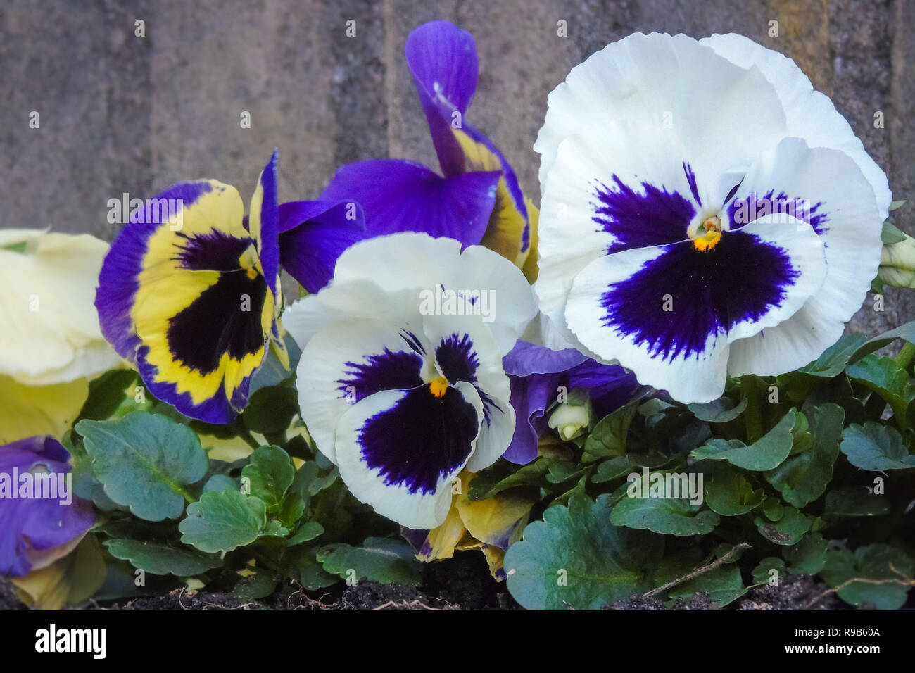 Bunte Stiefmütterchen in einem städtischen Garten. Große Blüte Viola mit kontrastierenden Farben Stockfoto