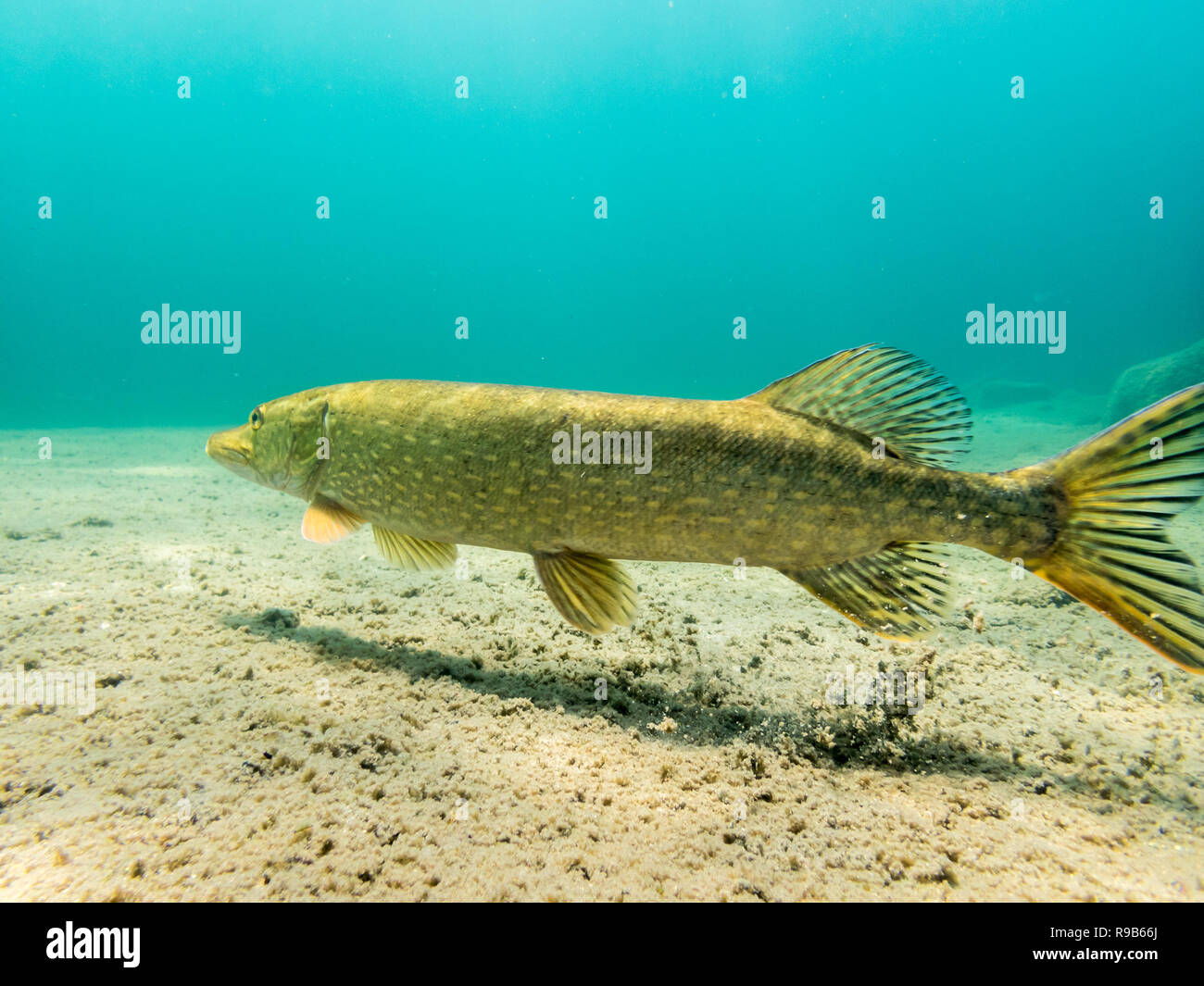 Hecht schwimmt vorwärts, indem sie Lose Ablagerungen mit Flossen in der Nähe der unteren in Blue Lake. Stockfoto