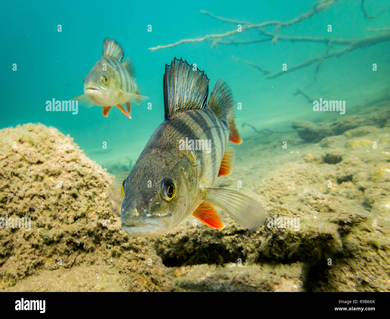 Europäische Barsch (Perca fluviatilis) Schwimmen in Richtung Kamera. Unterwasser Nahaufnahme. Stockfoto