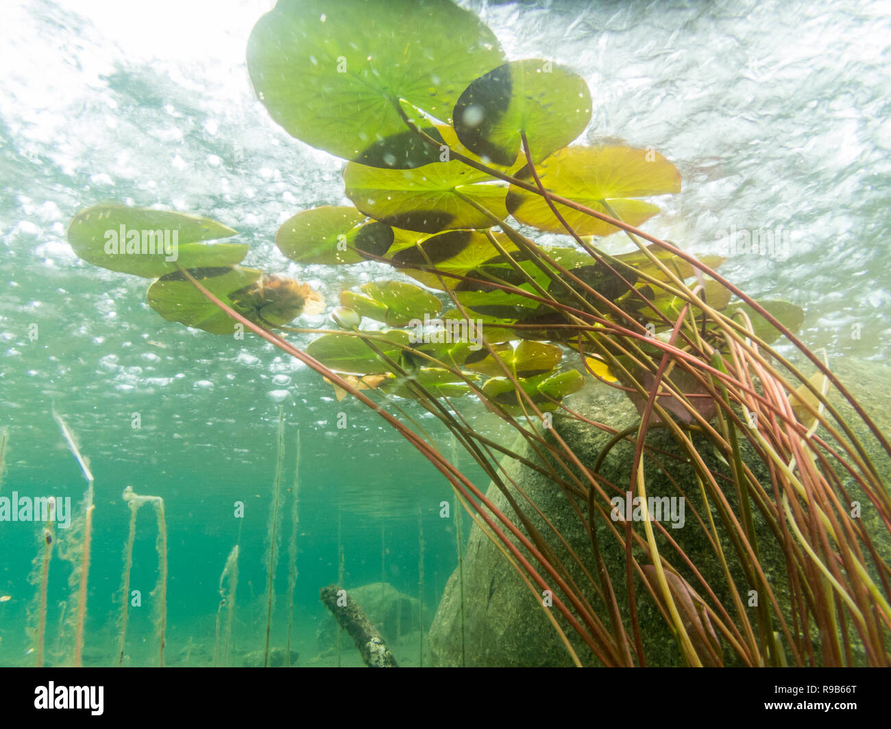 White rain lily -Fotos und -Bildmaterial in hoher Auflösung – Alamy