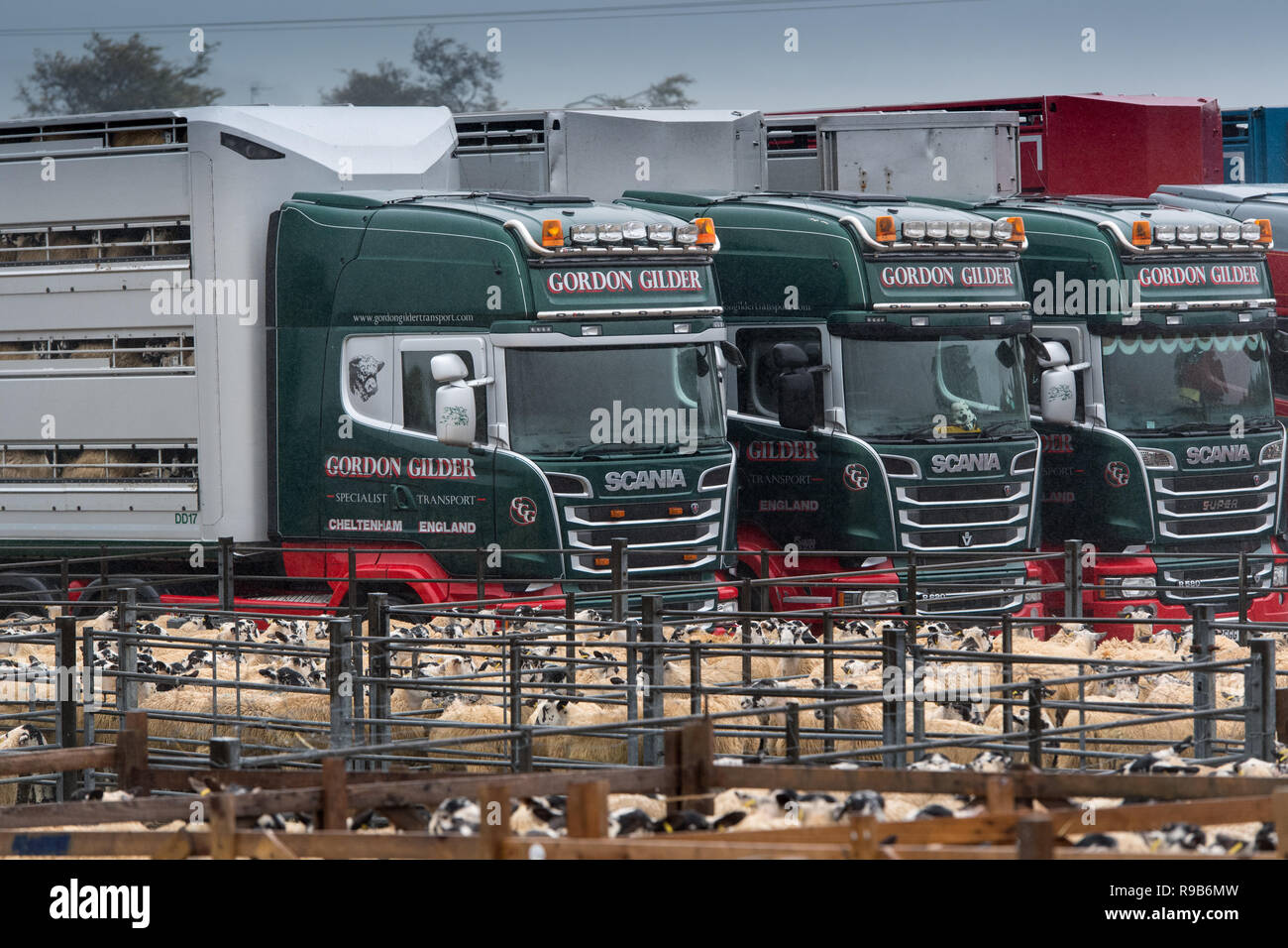 Tiere Wagen aufgereiht bereit Schaf mit Hawes Auktion Markt zu laden, Wensleydale. Stockfoto