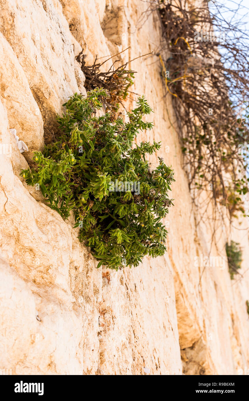 Wild wachsende Pflanzen direkt aus den alten heiligen Steinen der Klagemauer in Jerusalem, Israel Stockfoto