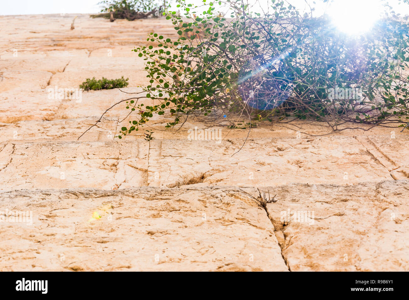 Sonnenstrahlen dringen durch die blühenden Capparis blühende Pflanze, die direkt aus den alten heiligen Steinen der Klagemauer in Jerusalem, ISR Stockfoto