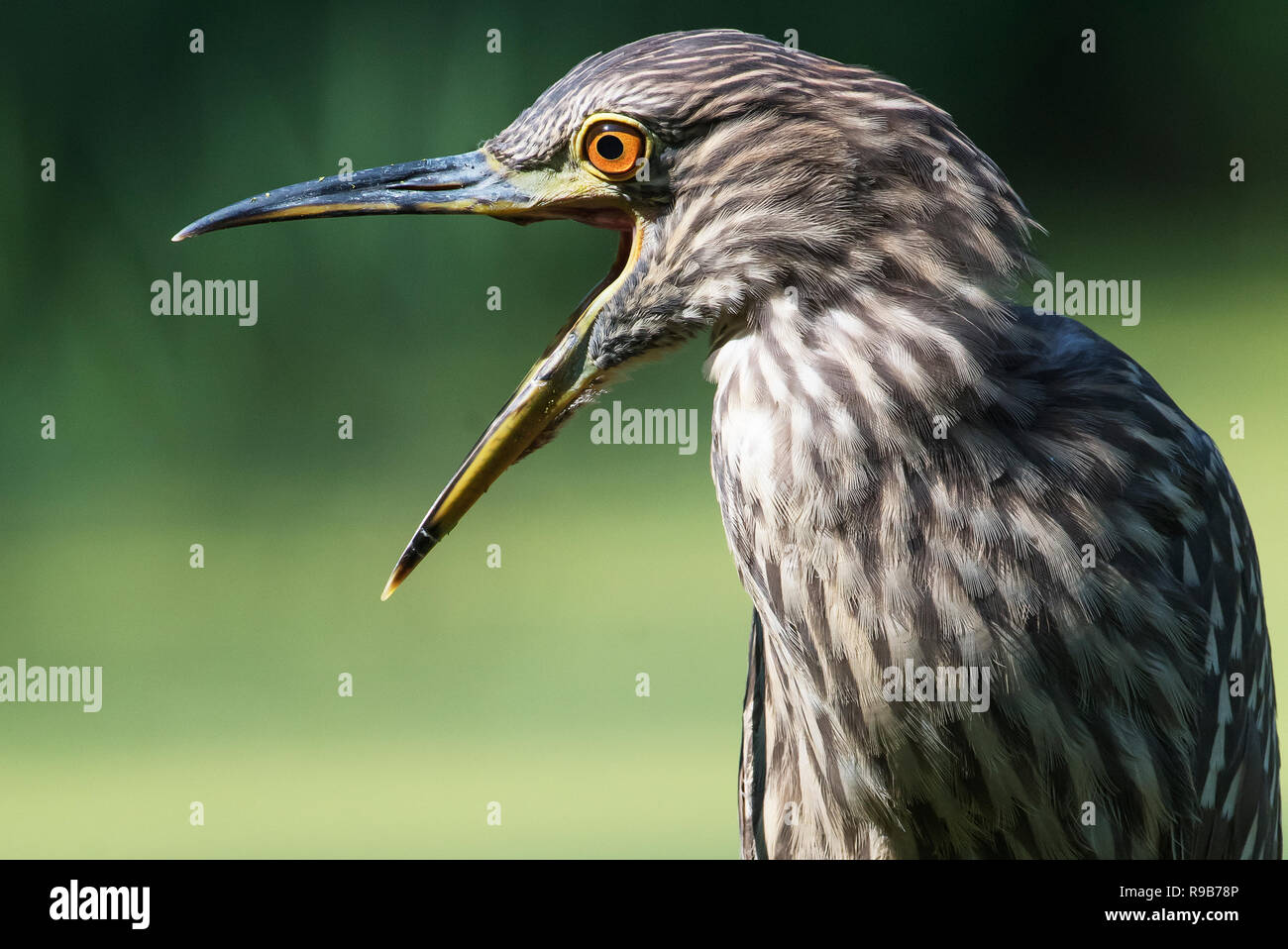 Kinder schwarz - gekrönte Night Heron, Gähnen schließen Stockfoto