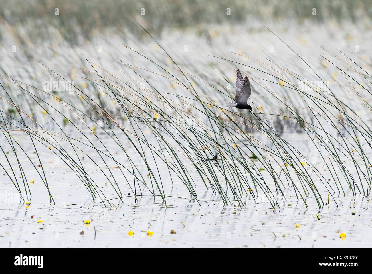 Schwarzseeschwalbenflug über dem winzigen Wildtiergebiet von Marsh Provincial in Ontario, Kanada Stockfoto