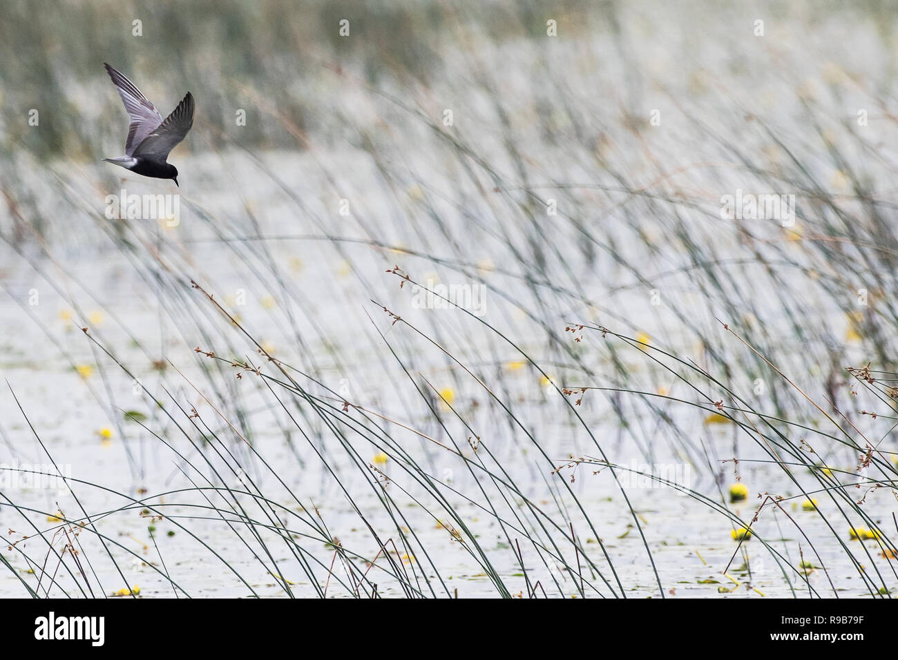 Schwarzseeschwalbenflug über dem winzigen Wildtiergebiet von Marsh Provincial in Ontario, Kanada Stockfoto