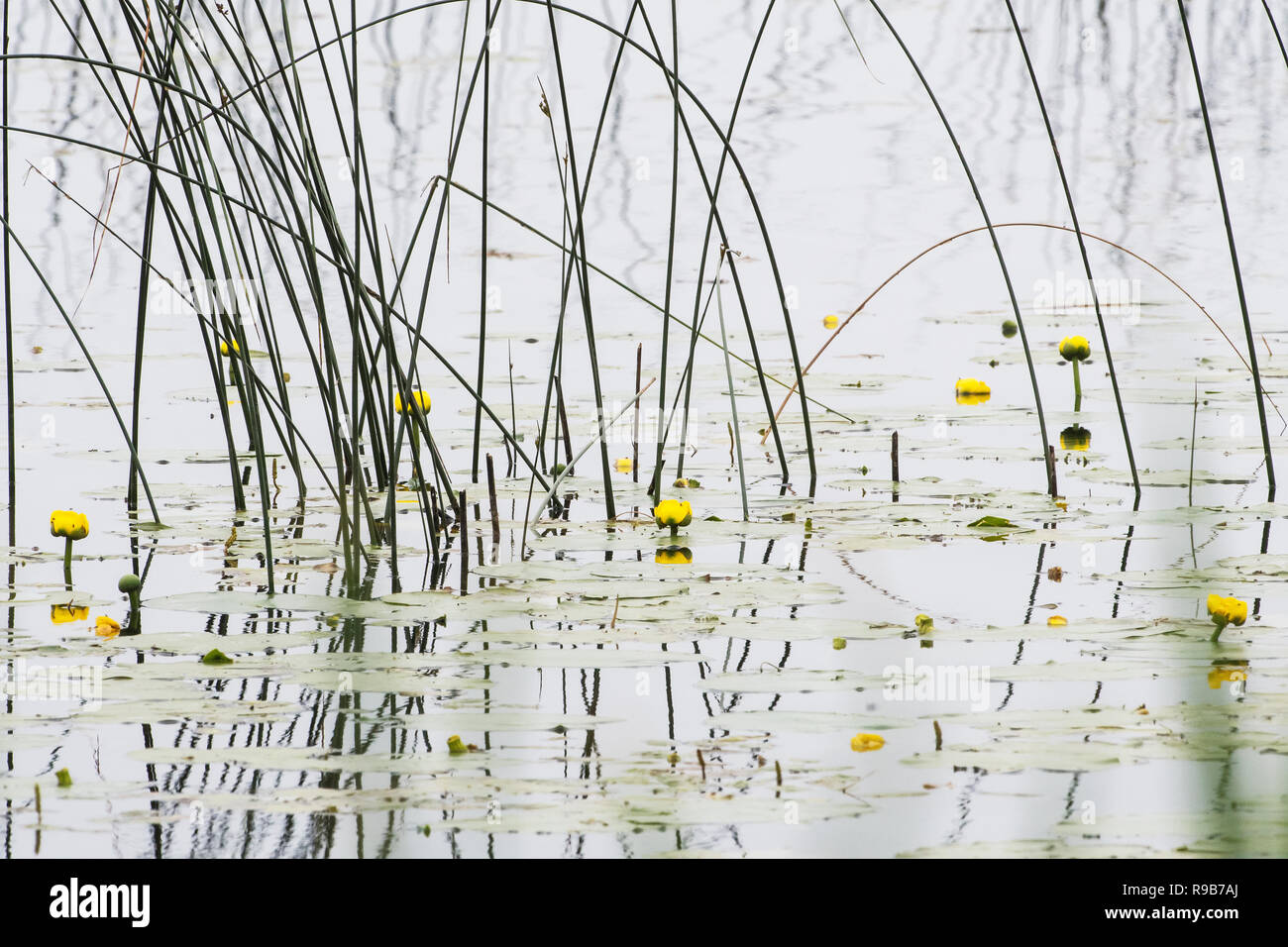 Native reed Muster in Ontario Süßwasser-Sumpf Stockfoto