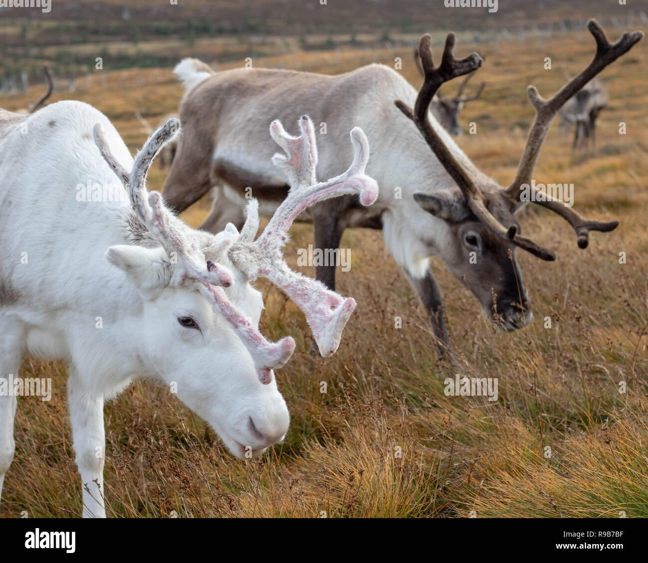 Rentier haben hier im Cairngorms Nationalpark gelebt, seit 1952, wo die Herde zulässig sind auf über 10.000 Hektar auf die Berghänge zu grasen. Stockfoto