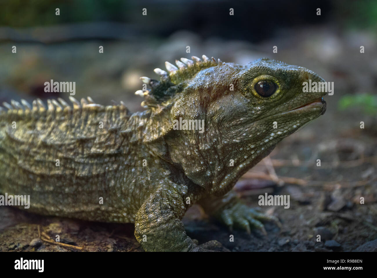 Tuatara, Neuseeland Reptil Stockfoto