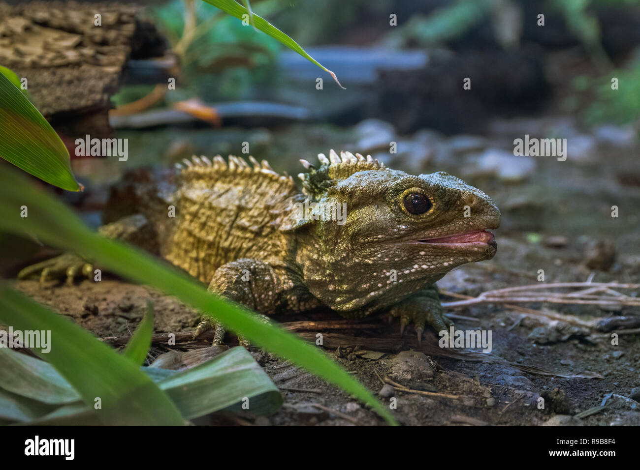Tuatara, Neuseeland Reptil Stockfoto