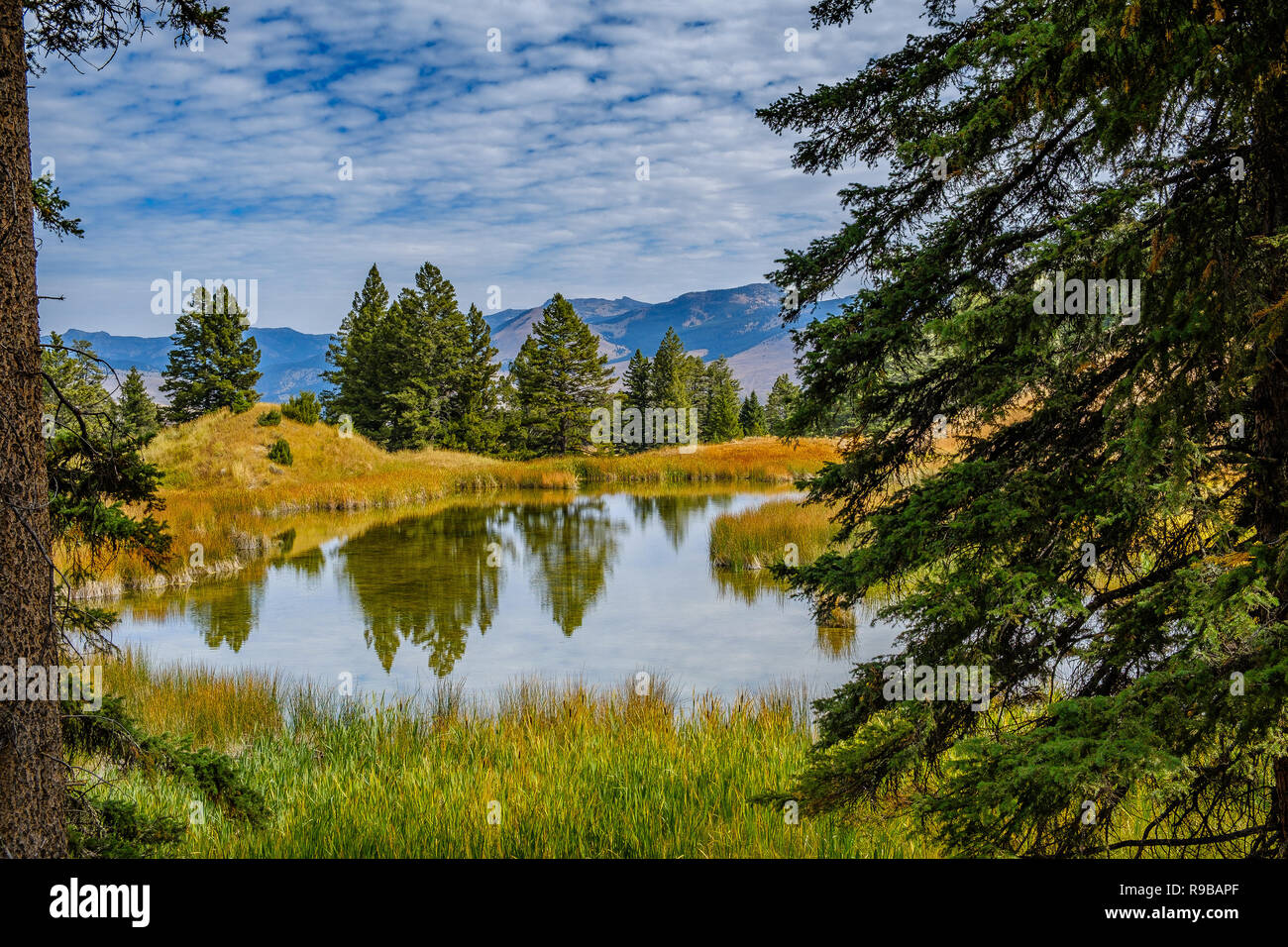 Einen dramatischen Rückgang der Biber Teiche, Yellowstone National Park Stockfoto