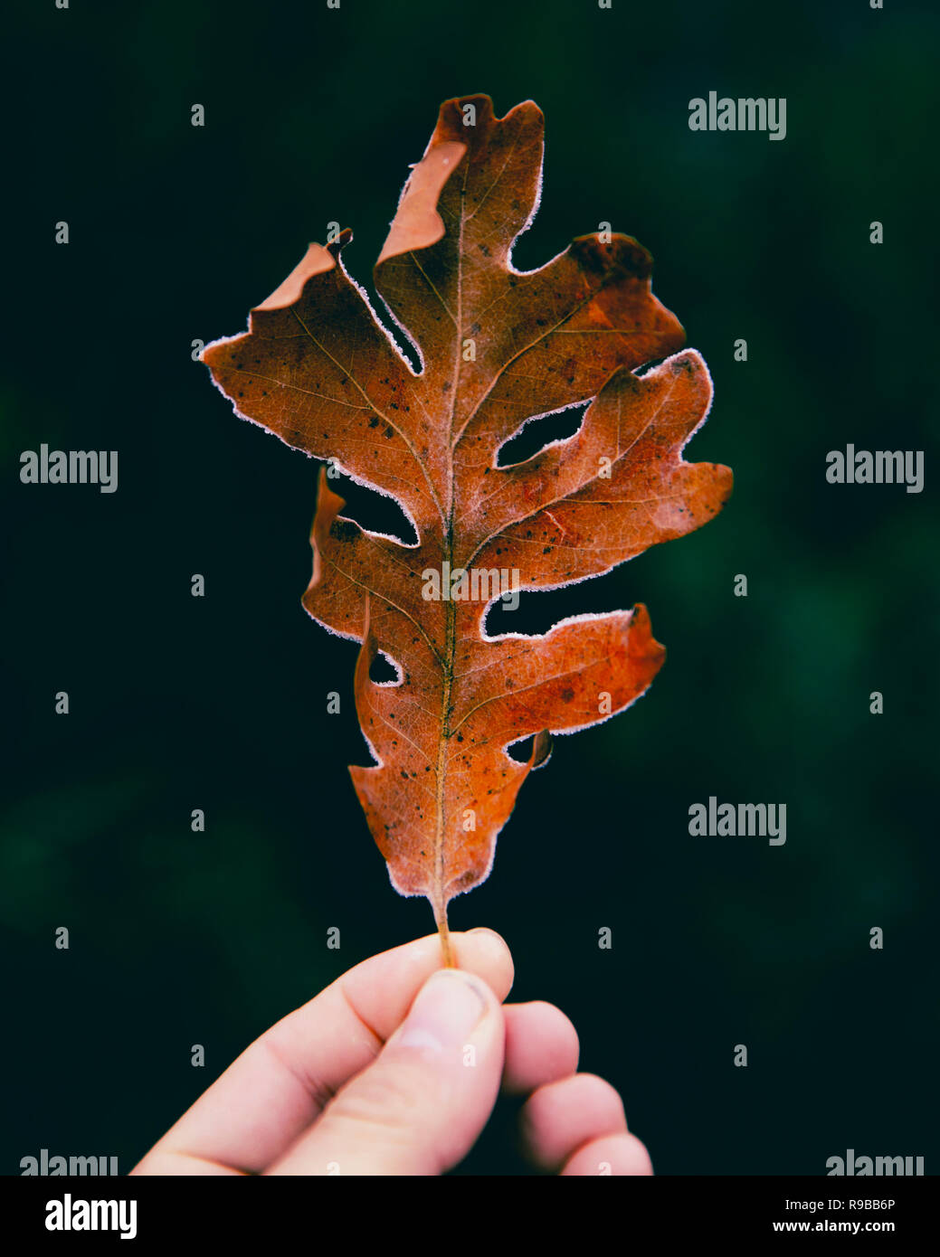 Single Eichenblatt mit Frost um die Kanten Stockfoto