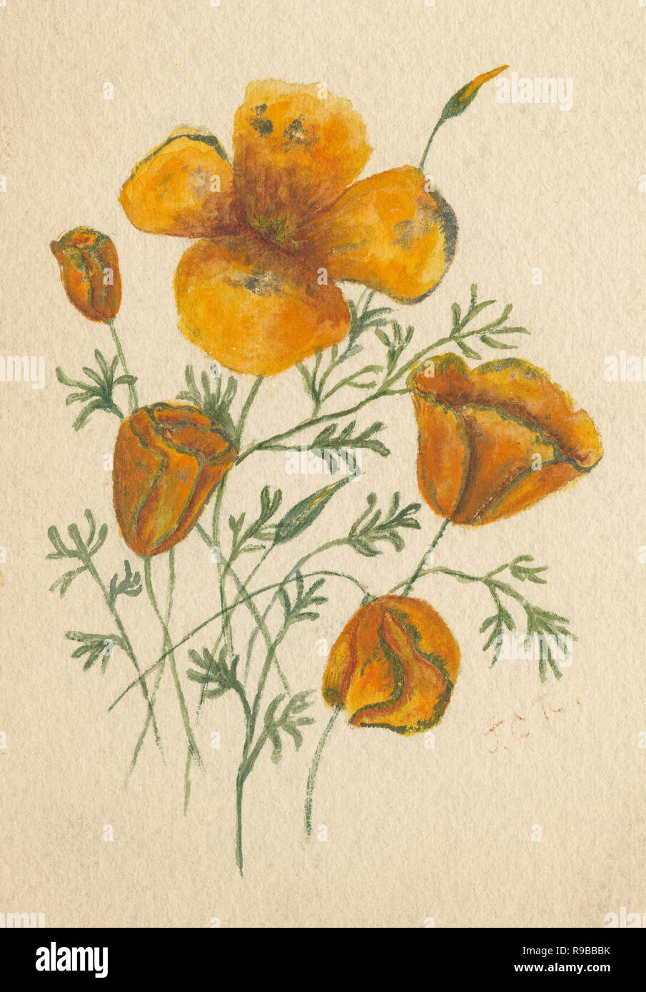 Antike c Aquarell 1890 von Kalifornischer Mohn (Eschscholzia californica). Quelle: ORIGINAL GEMÄLDE Stockfoto