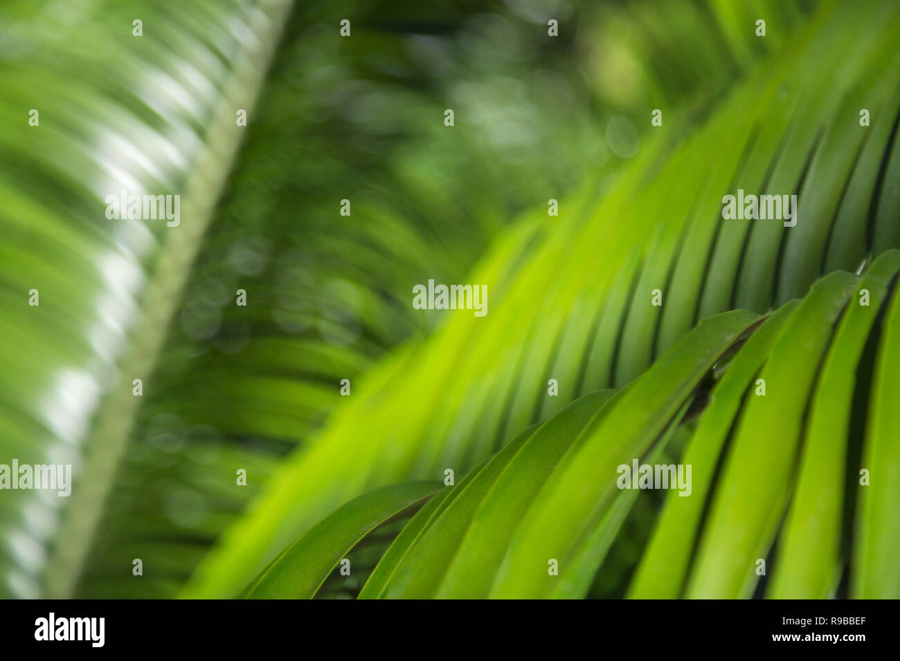Palm Blätter, die Botanischen Gärten von Durban, KwaZulu-Natal, Südafrika, Stockfoto