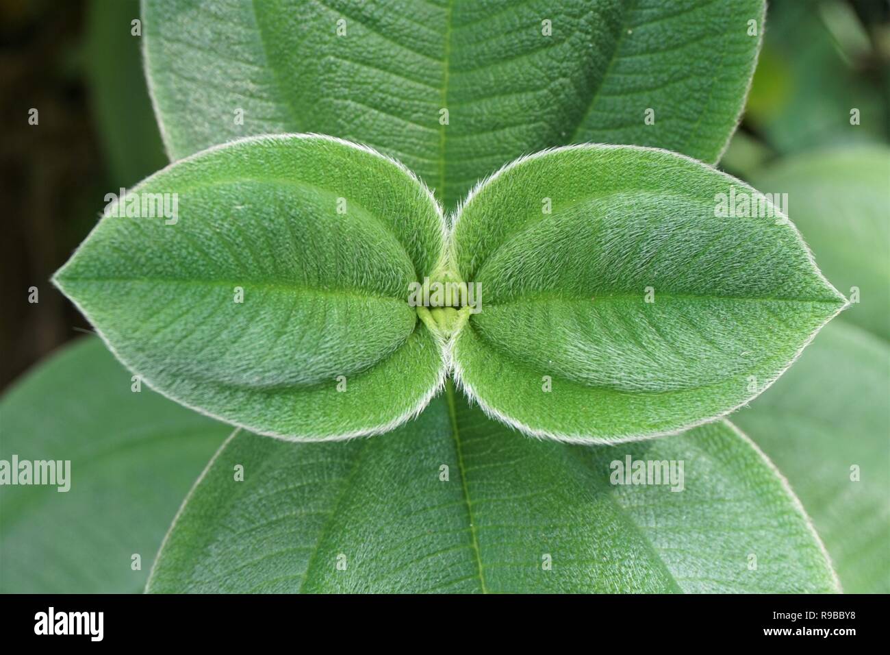 Eine symmetrische Nahaufnahme der Fuzzy grüne Blätter der Herrlichkeit Blume - Tibouchina grandiflora Stockfoto