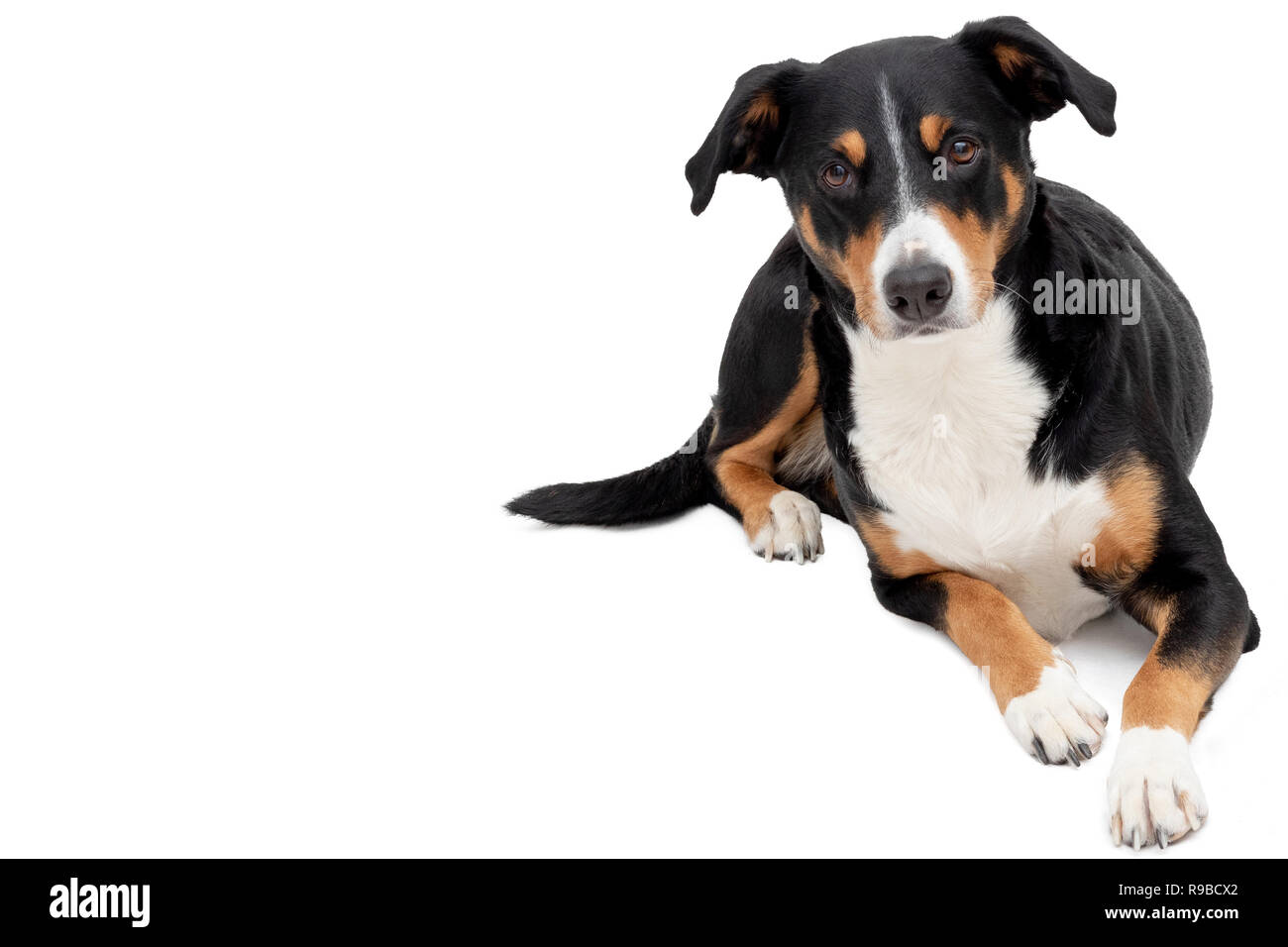 Appenzeller Sennenhund auf weißem Hintergrund Stockfoto