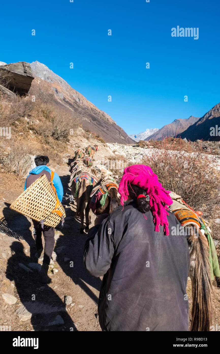 Zug der pack Pferde mit ihren tibetischen Eigentümer in der Manaslu Himalaya Stockfoto