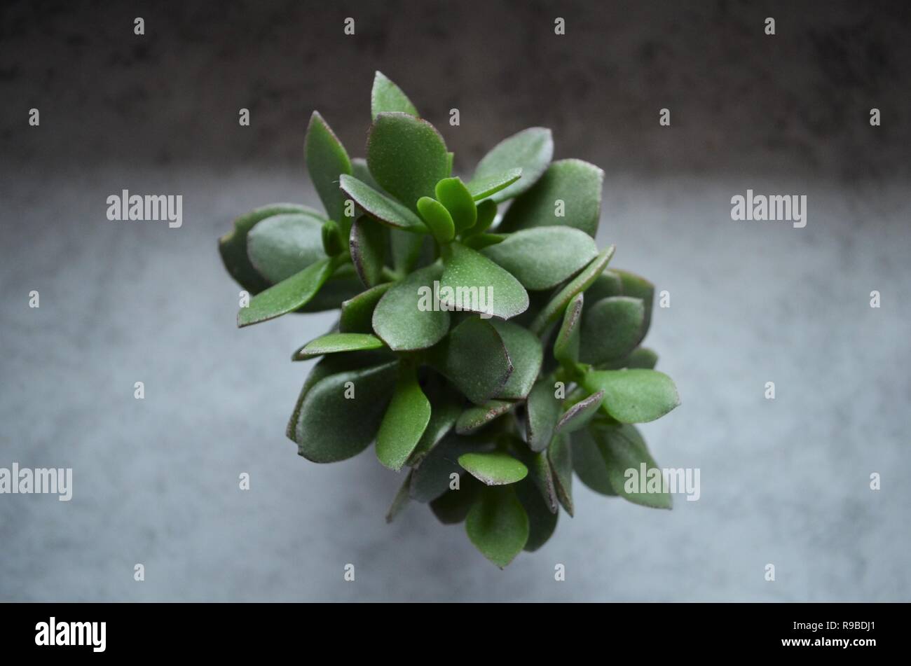 Grnen Kaktus Pflanze mit dicken Bltter in einem Blumentopf auf der  Fensterbank als Dekoration Stockfotografie - Alamy