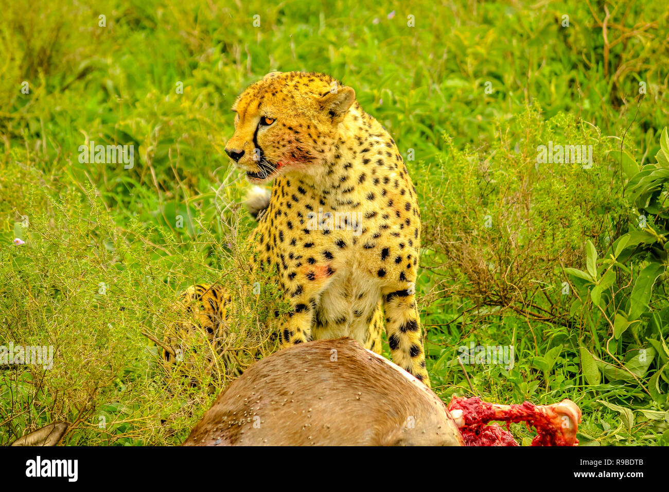 Cheetah männlich stehend mit blutigen Gesicht nach dem Essen an junge Gnu oder Gnus im grünen Gras Vegetation. Ndutu Bereich der Ngorongoro Conservation Area, Tansania, Afrika. Stockfoto
