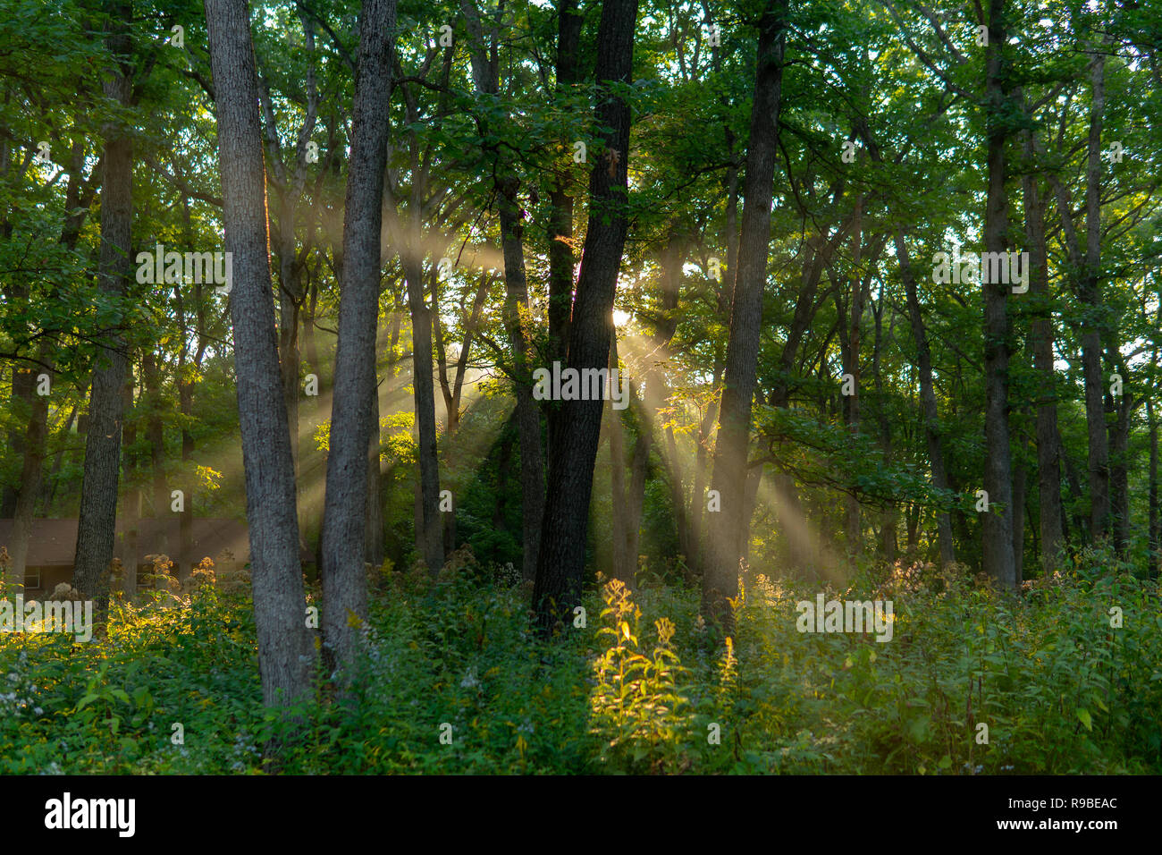 Sonne in Mac Queen Forest Preserve Stockfoto