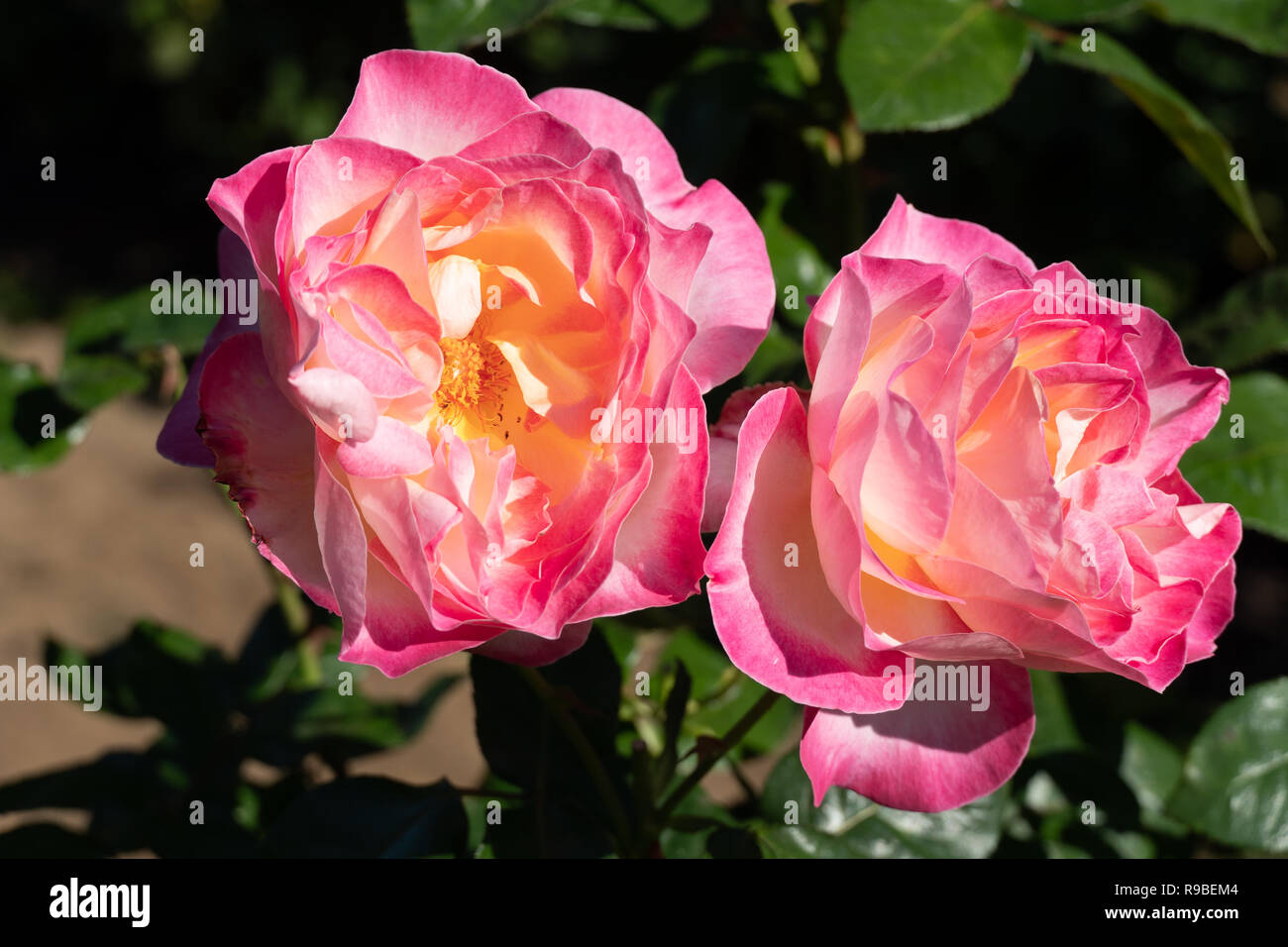 Sehr Grosse Rose Garden In Portland Oregon Stockfoto Bild