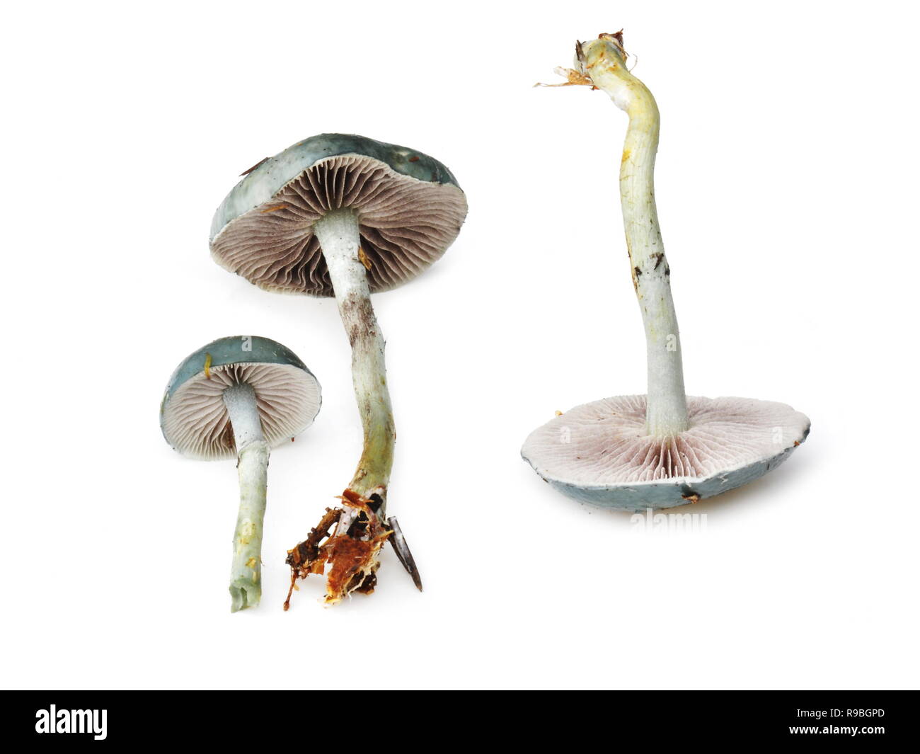 Blau Roundhead Pilz Stropharia caerulea auf weißem Hintergrund Stockfoto