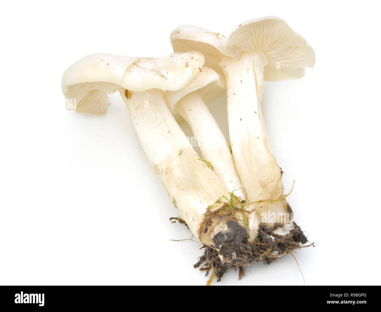 Weiß Pilz domecap Lyophyllum connatum Stockfoto