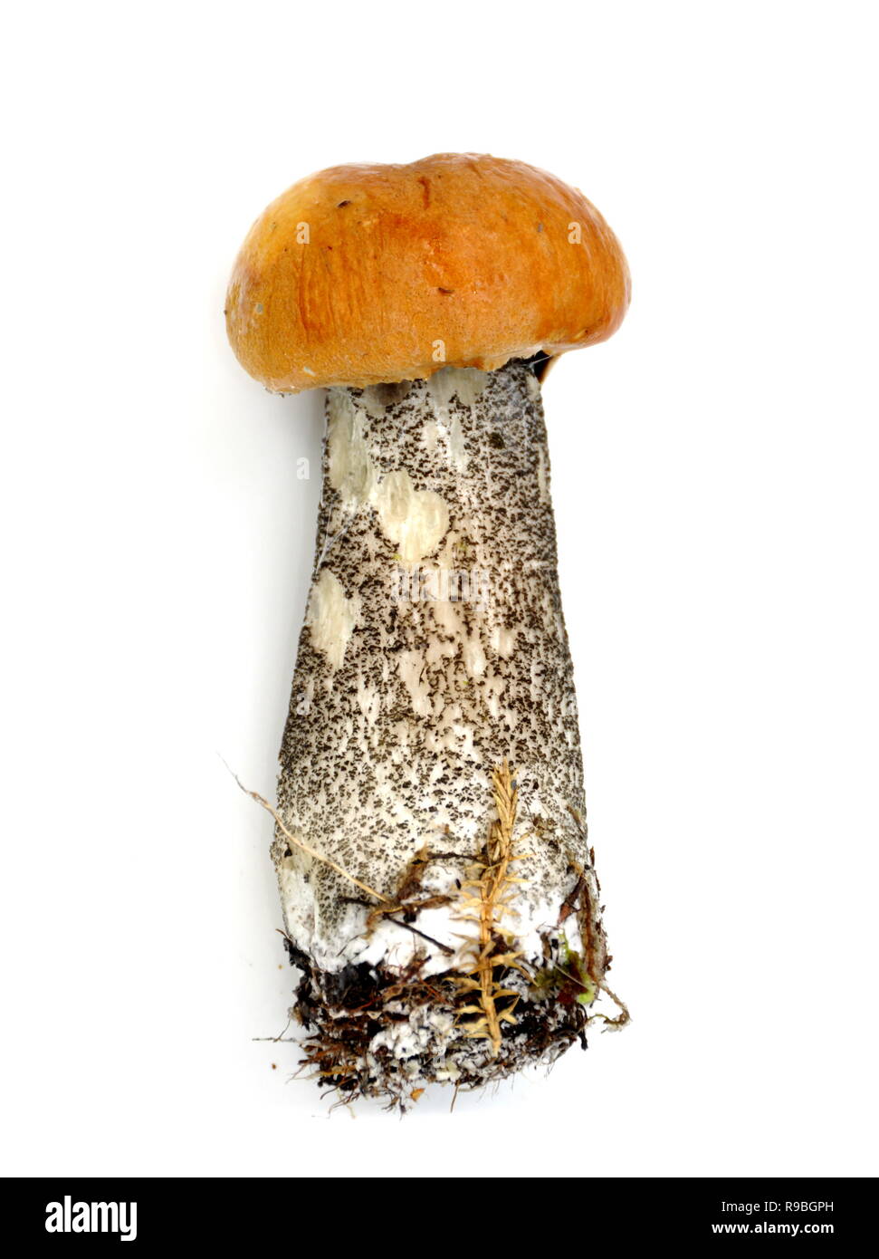 Orange Birke bolete Leccinum vercipelle auf weißem Hintergrund Stockfoto