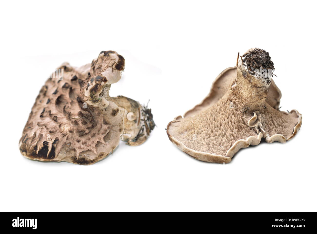 Geschuppt hedgehog Sarcodon imbricatus Pilz auf weißem Hintergrund Stockfoto