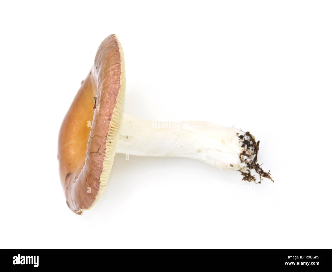 Die brittlegill Pilz Psathyrella decolorans auf weißem Hintergrund Stockfoto