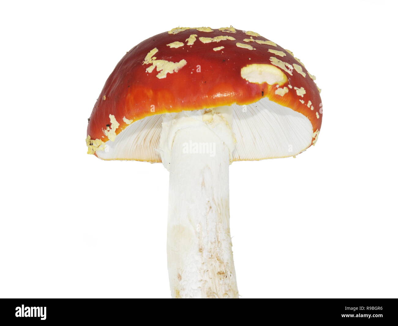 Der red Fly agaric Pilz Amanita muscaria auf weißem Hintergrund Stockfoto