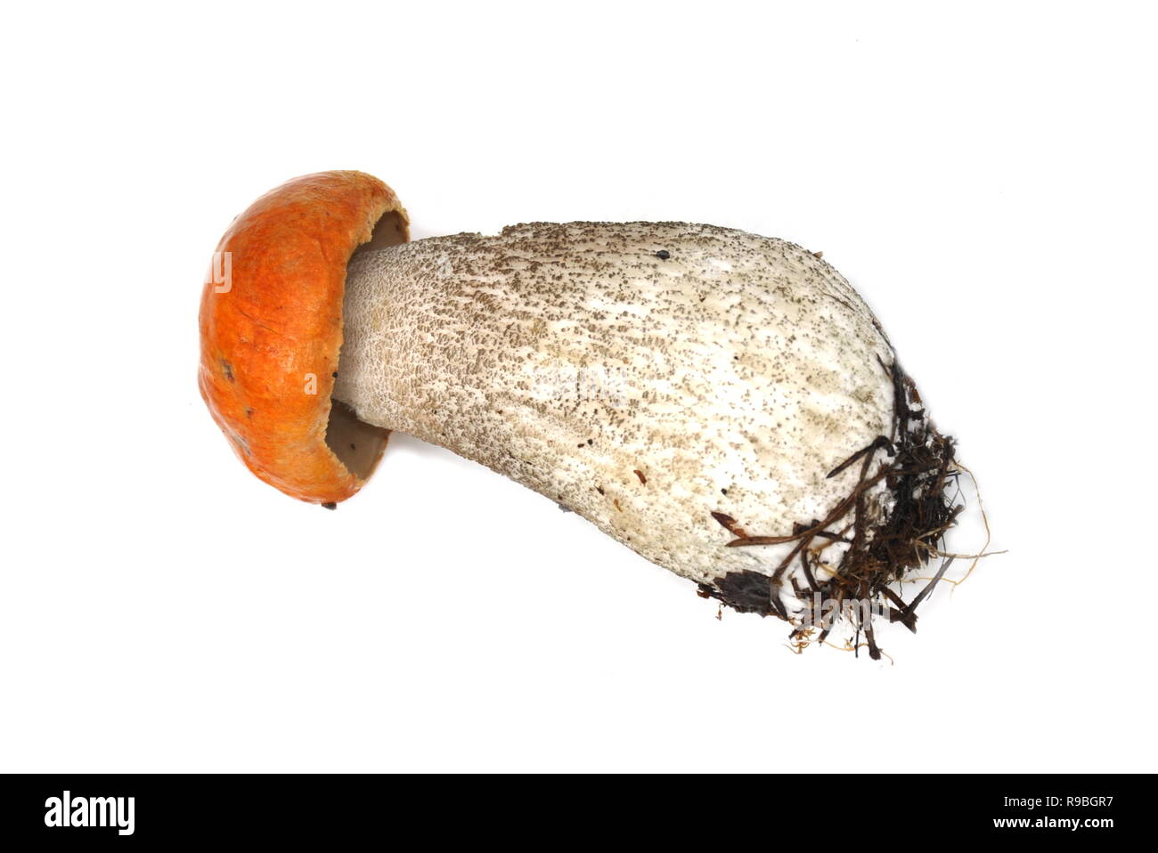 Orange Birke bolete Leccinum vercipelle auf weißem Hintergrund Stockfoto
