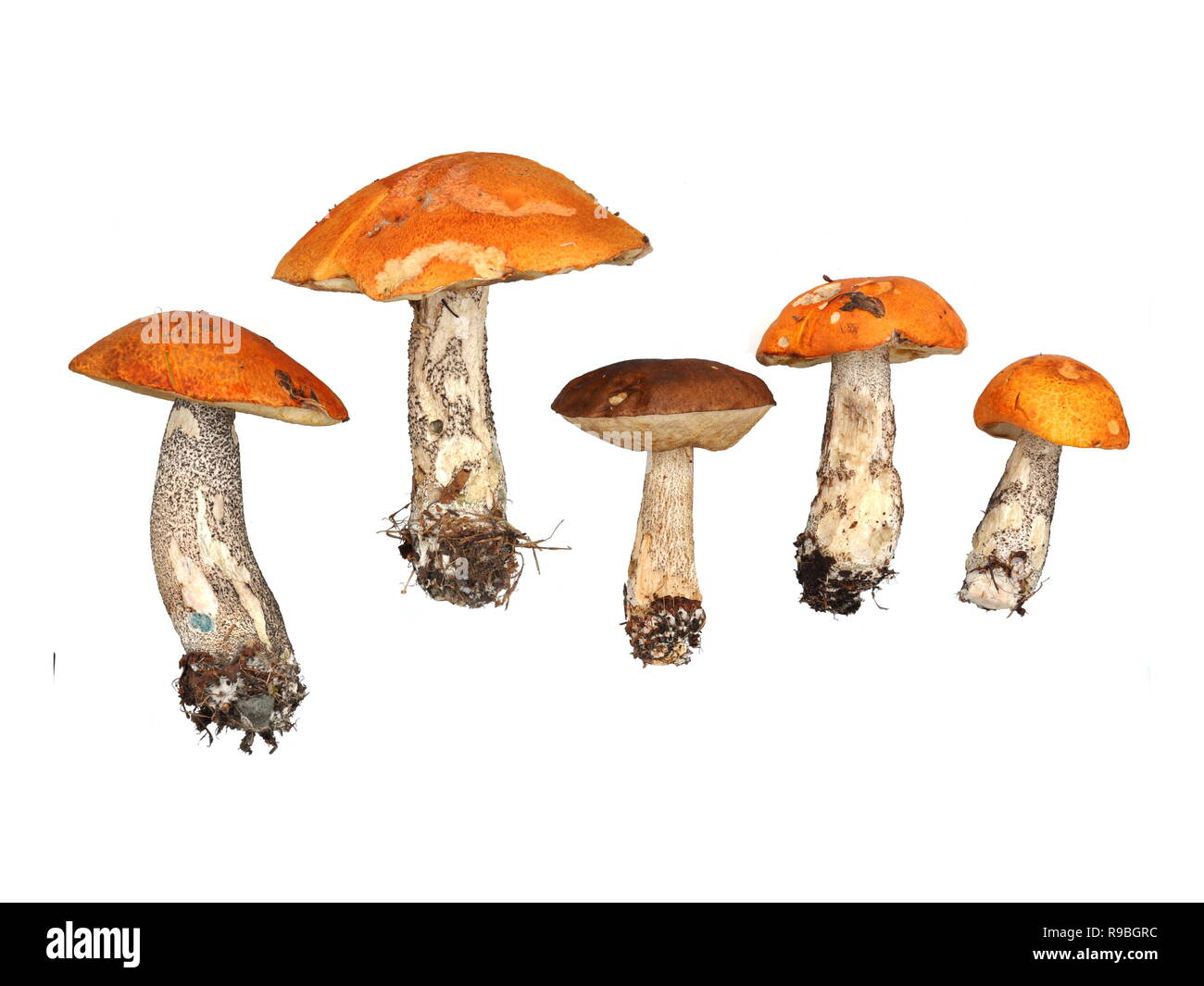 Verschiedene bolete Pilze auf weißem Hintergrund Stockfoto