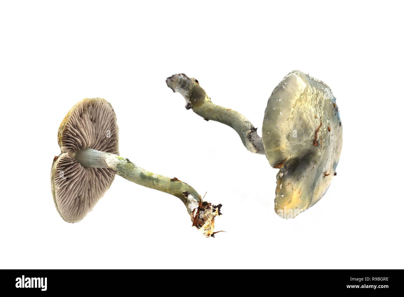 Blau Roundhead Pilz Stropharia caerulea auf weißem Hintergrund Stockfoto