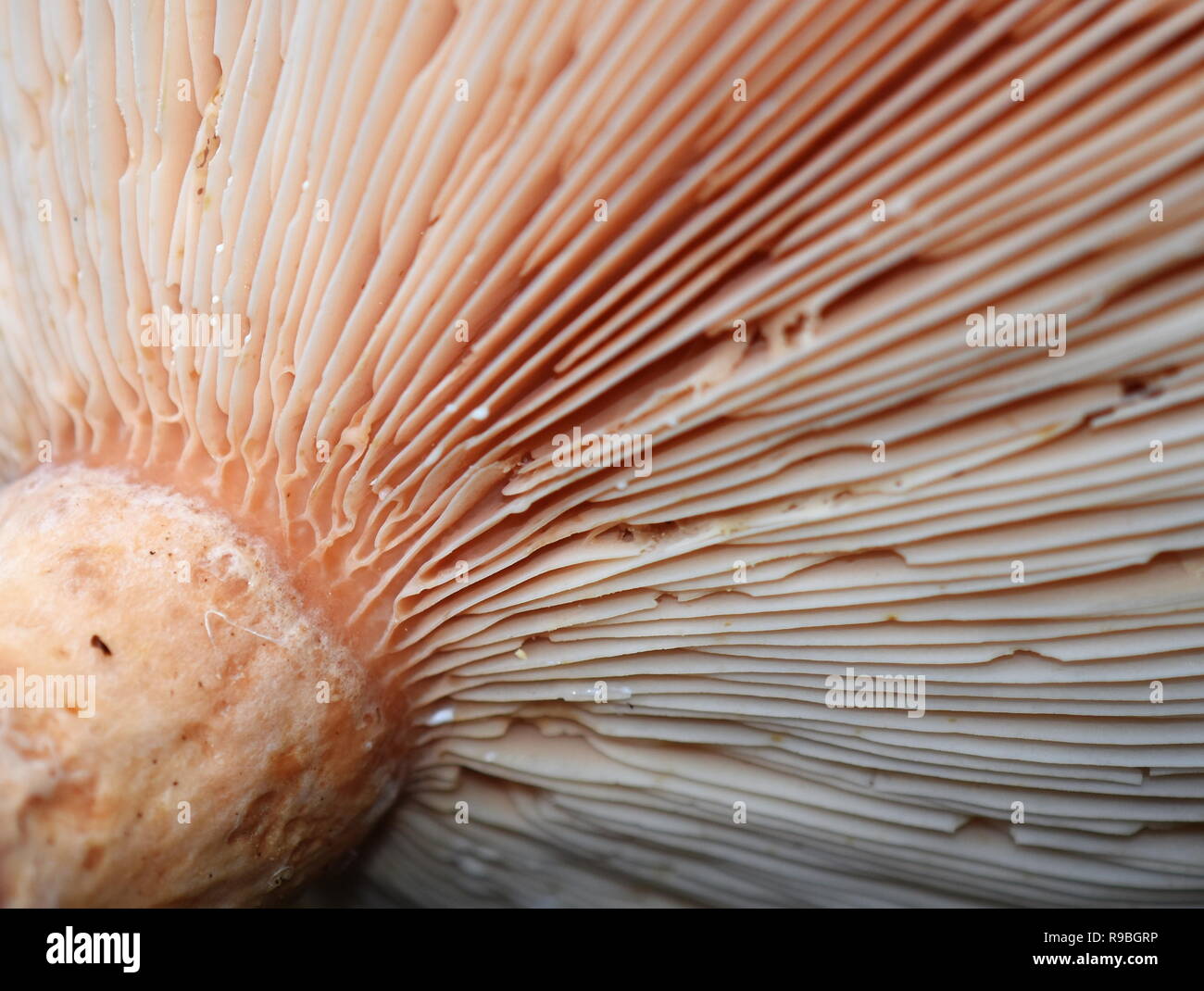 Nahaufnahme auf Kiemen unter der Kappe eines lactarius-Pilzes Stockfoto