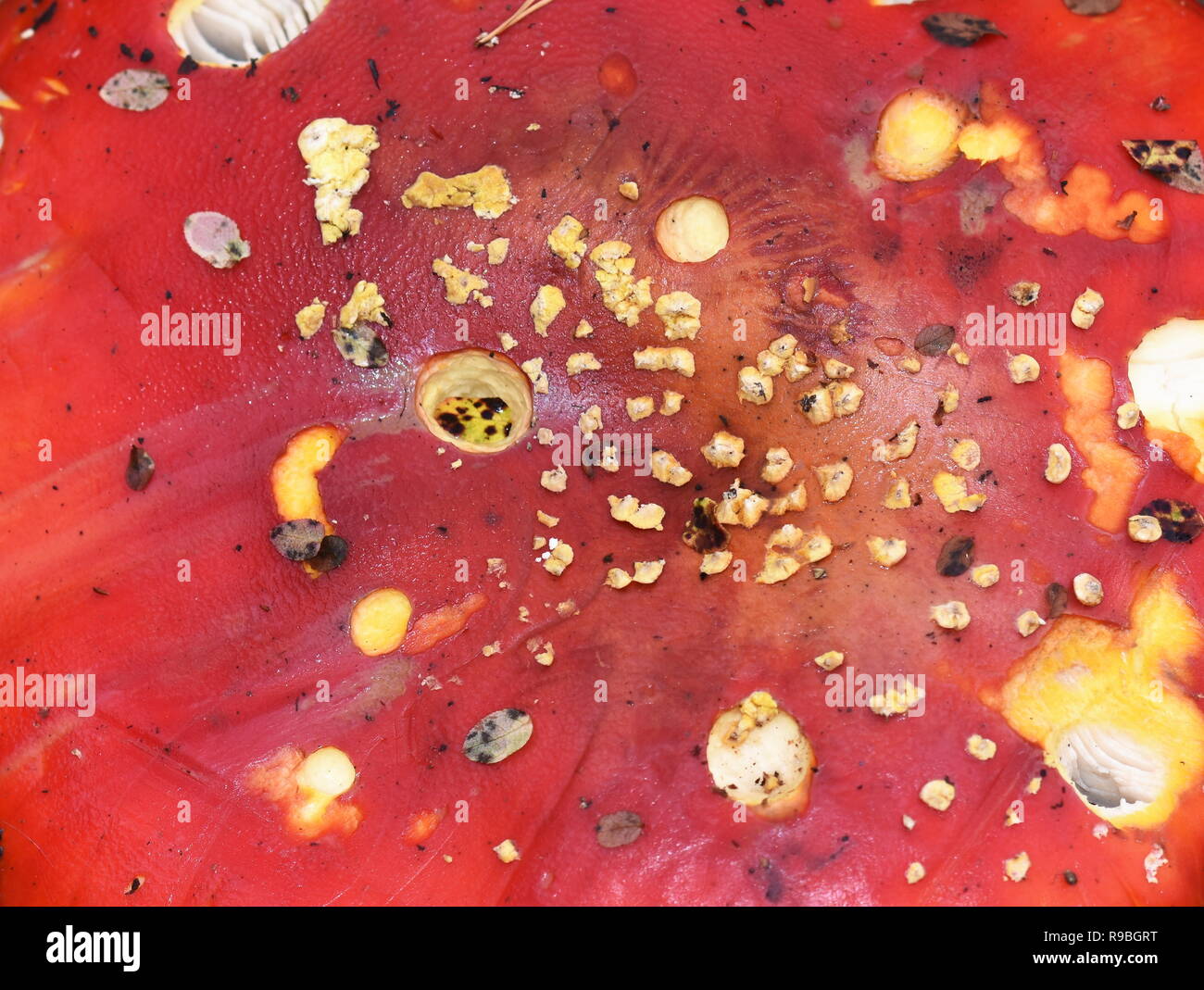 Nahaufnahme auf dem Red spotted Kappe eines roten Fly agaric Pilz Amanita muscaria Stockfoto