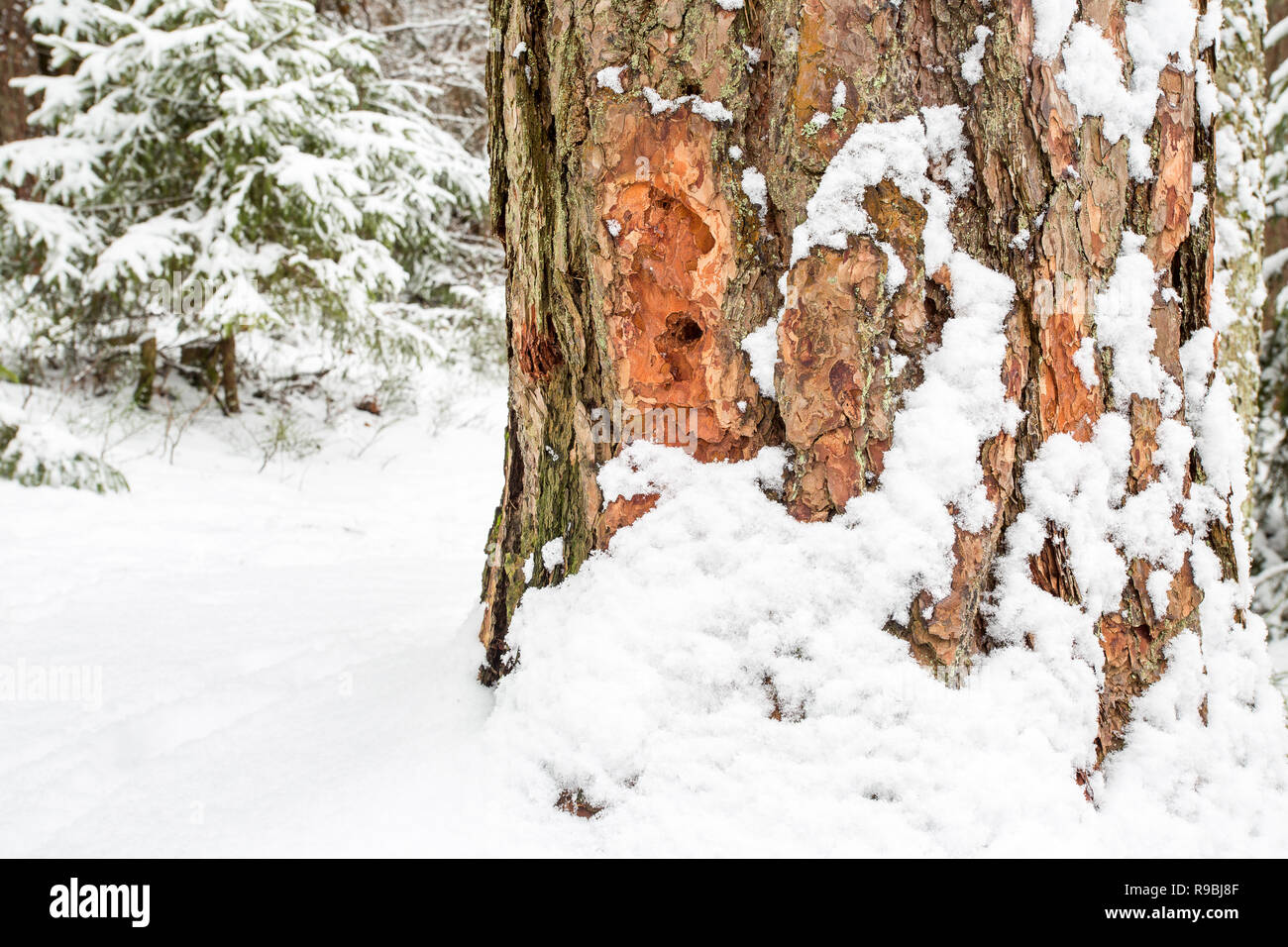 Bis Cose Textur Detail schneebedeckter Baum Rinde, Espoo, Finnland Stockfoto