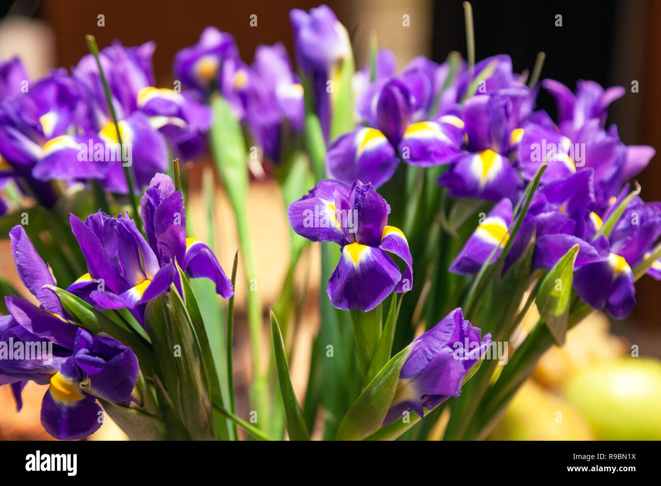 Closeup Strauß frischer Blumen lila Iris mit gelben Blüten und grünen Stengel. Das Konzept der Öffnung ein Blumengeschäft in der großen Shopping mall Stockfoto