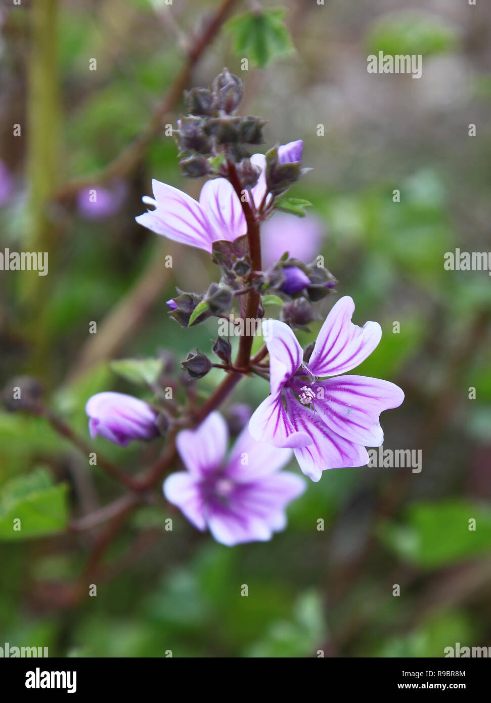 Eine Nahaufnahme der lila Malve Blume, England, Großbritannien Stockfoto