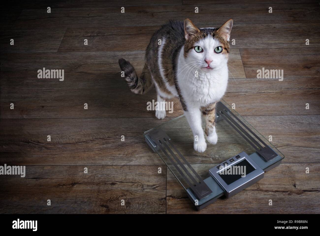 Cute tabby Katze erhält auf der Skala und Blick in die Kamera. Stockfoto