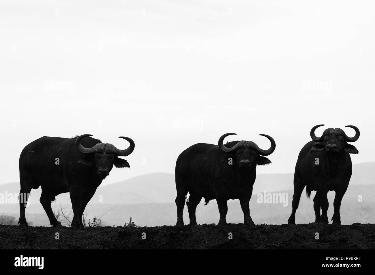 Kaffernbüffel (Syncerus Caffer), Zimanga Private Game Reserve, KwaZulu-Natal, Südafrika Stockfoto