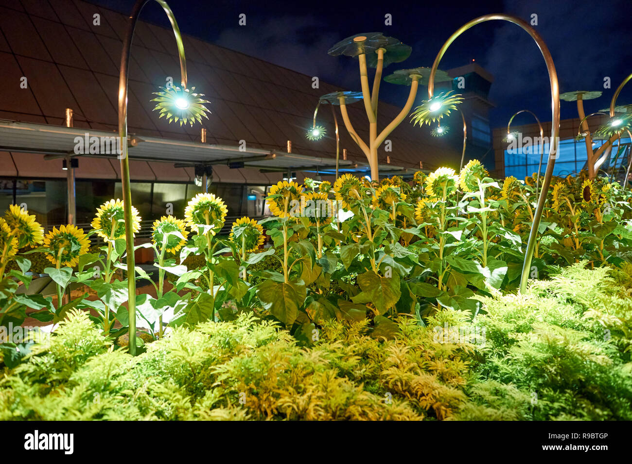 Singapur - ca. August 2016: Sonnenblume Garten am Flughafen Singapur Changi. Singapur Changi Airport ist der primäre zivilen Airport für Singapur, Stockfoto
